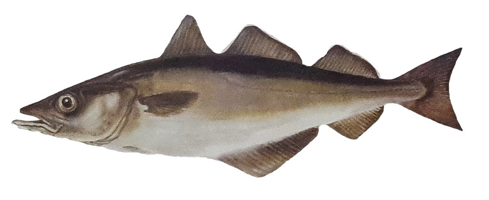 Treska polak