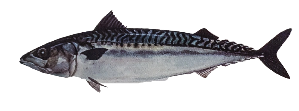 Makrela obecná