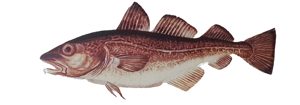 Treska obecná